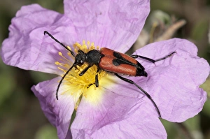 Longhorn Beetle -Leptura cordigera- gathering pollen, Lake Kerkini region, Greece, Europe Longhorn Beetle -Leptura cordigera- gathering pollen, Lake Kerkini region, Greece, Europe