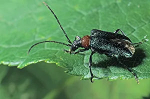 Longhorn Beetle species (Gaurotes virginea) Longhorn Beetle species (Gaurotes virginea)