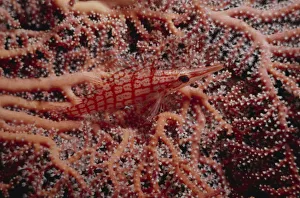 <b class=qtipBold><figcaption>Longnose Hawkfish on Reef</figcaption></b><br>Jeff Rotman Underwater Photography, 6395-000046 Longnose Hawkfish on Reef
