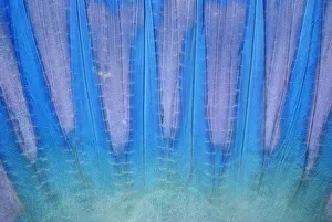 Longnose parrotfish (Hipposcarus longiceps) tail, detail Longnose parrotfish (Hipposcarus longiceps) tail, detail