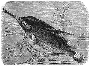 Longspine snipefish (Macroramphosus scolopax) Longspine snipefish (Macroramphosus scolopax)