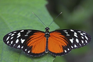 Longwing Butterfly -Heliconius sp.-, with open wings, Mainau island, Baden-Wuerttemberg Longwing Butterfly -Heliconius sp.-, with open wings, Mainau island, Baden-Wuerttemberg