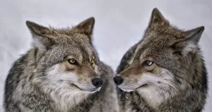 are you looking at me