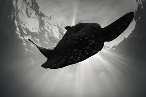 Looking up at an oceanic sunfish as it swims towards the sun Looking up at an oceanic sunfish as it swims towards the sun