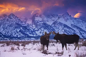 <b class=qtipBold><figcaption>Looking the wrong way</figcaption></b><br>Two young bull moose gather together under a setting sun in Grand Teton National Park. While one looks my way, the other is a bit more aware on how beautiful the scene is behind him.<br><em>© © 2015 Chase Dekker Wild-Life Images</em> Looking the wrong way