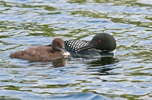 <b class=qtipBold><figcaption>Loon With Chick</figcaption></b><br>An adult Loon just grave one of their chicks a small fish for breakfast.<br><em>© copyright 2011</em> Loon With Chick