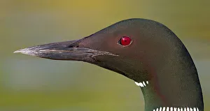 <b class=qtipBold><figcaption>Loon Closeup</figcaption></b><br><em>© JIm Cumming</em> Loon Closeup