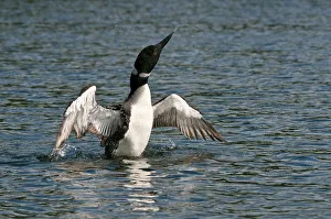 <b class=qtipBold><figcaption>Loon With Wings Outstretched</figcaption></b><br>A loon is has it's wings outstretch.<br><em>© copyright 2011</em> Loon With Wings Outstretched
