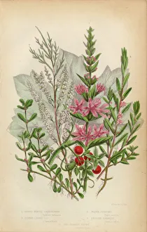 Loosestrife, Purslane and English Tamarisk, Victorian Botanical Illustration Loosestrife, Purslane and English Tamarisk, Victorian Botanical Illustration