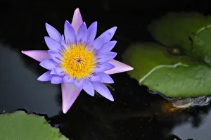 Lotus flower, water lily, Vietnam, Southeast Asia Lotus flower, water lily, Vietnam, Southeast Asia