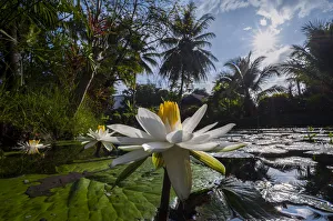 Lotus flowers -Nelumbo-, Northern Thailand, Thailand, Asia Lotus flowers -Nelumbo-, Northern Thailand, Thailand, Asia