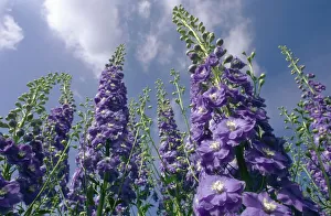 Low Angle View of Purple Delphiniums Against a Blue Sky Low Angle View of Purple Delphiniums Against a Blue Sky