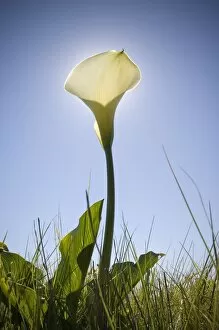 Images Dated 10th August 2006: A Low Angle of White Arum Lilly with the Sun Directly Behind