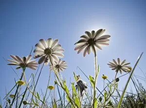 Images Dated 10th August 2006: A Low Angle of Wild Daisies with the Sun in the Background