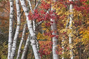 The low contrast light of an overcast day bring out the vivid autumn colors of maple The low contrast light of an overcast day bring out the vivid autumn colors of maple