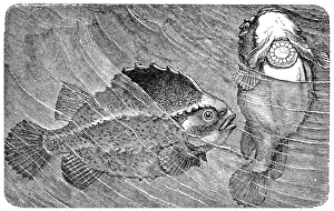 The lumpsucker or lumpfish (Cyclopterus lumpus) The lumpsucker or lumpfish (Cyclopterus lumpus)
