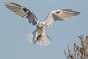 <b class=qtipBold><figcaption>Lunch is served</figcaption></b><br>A White-tailed kite coming to a perch with its fresh catch.<br><em>© 2014 Phoo Chan</em> Lunch is served