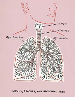 Images Dated 10th April 2013: Lung Diagram