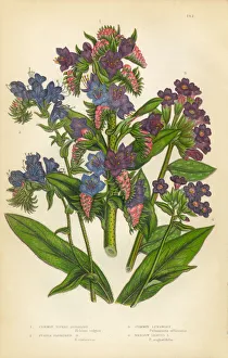 Lungwort, Burgloss, Purple Vipers Bugloss, Pulmonaria, Victorian Botanical Illustration Lungwort, Burgloss, Purple Vipers Bugloss, Pulmonaria, Victorian Botanical Illustration