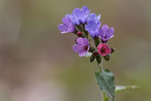 Lungwort , Common Lungwort or Our Ladys Milk Drops -Pulmonaria officinalis-, flowering Lungwort , Common Lungwort or Our Ladys Milk Drops -Pulmonaria officinalis-, flowering
