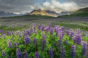 Images Dated 23rd June 2014: Lupine field in Iceland