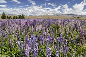 Lupine field, lupines -Lupinus sp.-, Lake Tekapo, Fairlie, South Island, New Zealand Lupine field, lupines -Lupinus sp.-, Lake Tekapo, Fairlie, South Island, New Zealand