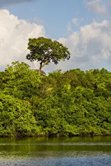 Lush foliage on riverbank of Amazon River near Manaus, Brazil Lush foliage on riverbank of Amazon River near Manaus, Brazil