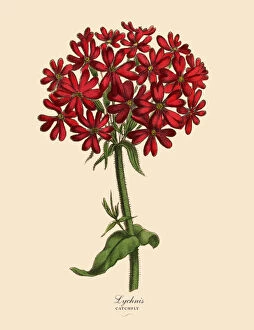 Campion Gallery: Lychnis or Catchfly Plant, Victorian Botanical Illustration