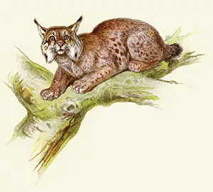 Lynx Gallery: Lynx illustration 1896