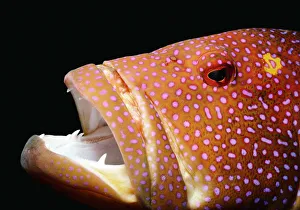 Lyretail grouper or Coronation cod (Variola louti), close-up Lyretail grouper or Coronation cod (Variola louti), close-up