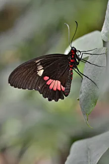 Lysander Cattleheart -Parides lysander-, native to Guiana, butterfly house, Forgaria nel Friuli, Udine province, Italy Lysander Cattleheart -Parides lysander-, native to Guiana, butterfly house, Forgaria nel Friuli, Udine province, Italy