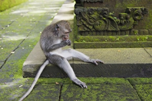 Macaque -Macaca sp.- in the Monkey Forest temple, Pura Dalem Agung Padangtegal temple in Macaque -Macaca sp.- in the Monkey Forest temple, Pura Dalem Agung Padangtegal temple in