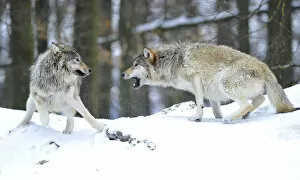 Images Dated 13th February 2010: Mackenzie Wolf, Canadian wolf, Timber wolf -Canis lupus occidentalis- in the snow