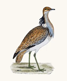 <b class=qtipBold><figcaption>MacQueen's bustard</figcaption></b><br>A photograph of an original hand-colored engraving from The History of British Birds by Morris published in 1853-1891.<br><em>© mashuk</em> MacQueen's bustard