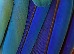 Macro Of Bird Feathers - Blue by Zen Rial