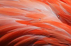 Macro of bird feathers with water drops - Pink Flamingo - Phoenicopteridae Macro of bird feathers with water drops - Pink Flamingo - Phoenicopteridae