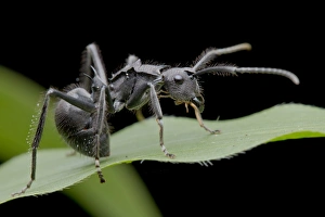Macro image of a spiny ant, Polyrhachis sp., on a blade of grass Macro image of a spiny ant, Polyrhachis sp., on a blade of grass
