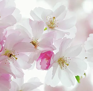 Flower Art Gallery: Delicate Cherry Blossoms