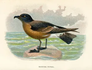 Madeira petrel birds from Great Britain 1897 Madeira petrel birds from Great Britain 1897
