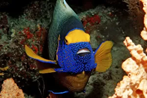 Yellow Perch Gallery: Magical Underwater World