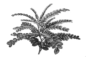 Brazilwood, Pernambuco Tree Print (Caesalpinia echinata)
