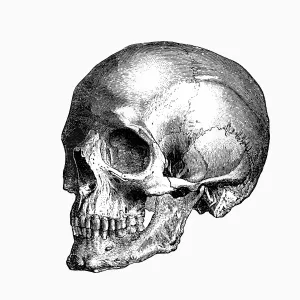 1898 Skull Engraving Print - Human Skull Illustration