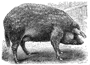 Prints of Old breed of domestic pig called Mangalica Serbia Prints: Mangalica Old Breed Domestic Pig Print