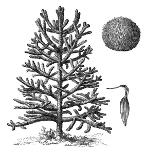 Monkey Puzzle Tree Print - A. imbricata Illustration