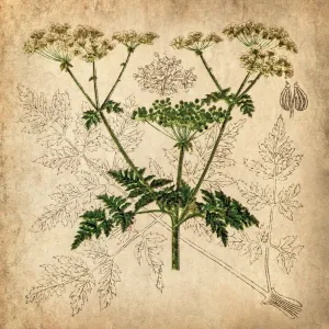Antique Botanical Prints: Parsnip, Coriander, Hartwort, Poison hemlock (Conium maculatum)