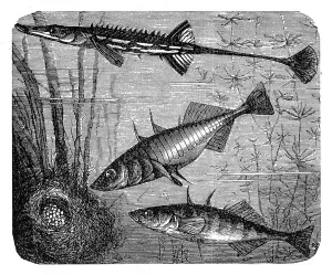 Prints of Illustration engraving of a Sea stickleback (gasterosteus spinachia) and Gasterosteus aculeatus aculeatus Serbia Prints: Sea Stickleback Print (Gasterosteus spinachia & G. aculeatus)