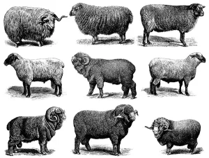 Sheep Prints: Sheep Breeds Print: Merino, Hampshire, Shropshire and More
