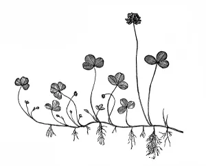 Antique Botanical Prints For Sale Prints: Trifolium repens (white clover)