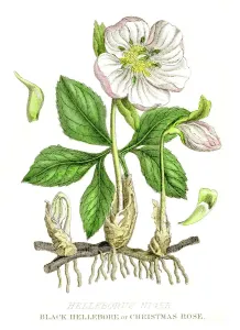 Prints of A History of the Vegetable Kingdom by Wlliiam Rhind 1855 Botanical Prints: Hellebore Botanical Print 1857, Vegetable Kingdom Collection
