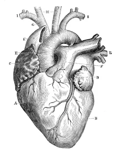 Scientific Posters: Human Heart Anatomy Print 1888 Illustration